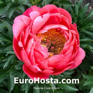 Paeonia Coral Charm