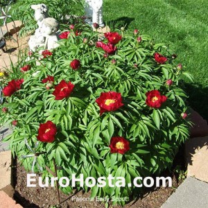 Paeonia Early scout