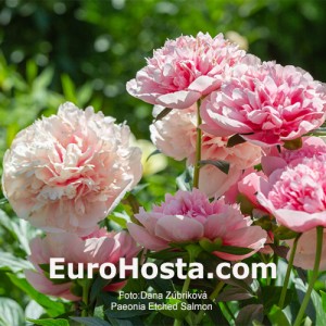 Paeonia Etched salmon