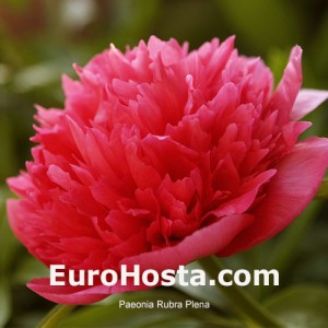 Paeonia lactiflora Rubra Plena