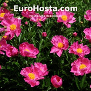 Peonia Little Medicineman