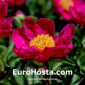 Peonia Little Medicineman