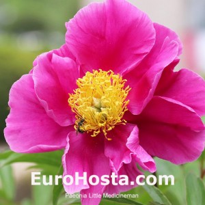 Peonia Little Medicineman