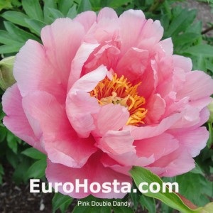 Peony Pink Double Dandy