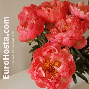 Paeonia Pink Hawaiian Coral 