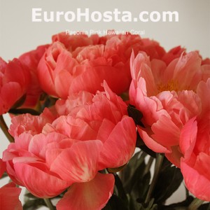 Paeonia Pink Hawaiian Coral 