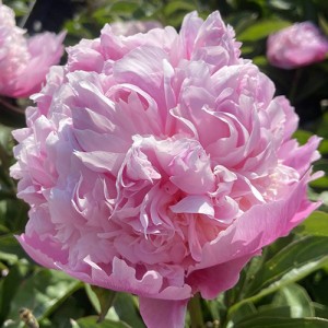 Peony Lady Anna | EuroHosta 