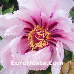 Peony Cora Luise