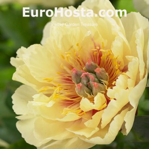 Peony (Itoh) Garden Treasure | EUROHOSTA