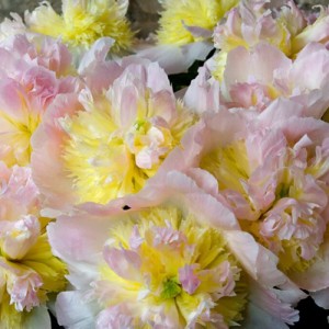 Paeonia Honey Gold