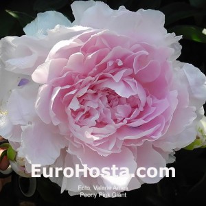 peony Pink Giant