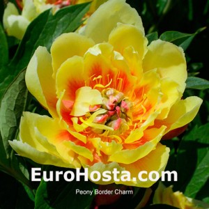 Paeony Itoh Border Charm