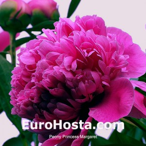 Peony Princess Margaret | EuroHosta