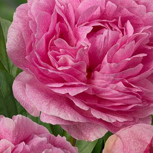 Peony The Fawn | EUROHOSTA