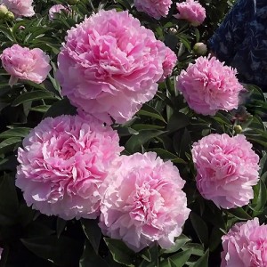 peony Pink Giant