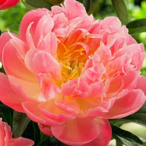 Paeonia Pink Hawaiian Coral 