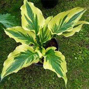 Hosta Paisley Border