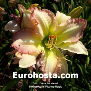 Hemerocallis Picotee Magic