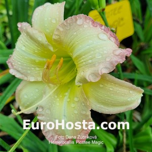 Hemerocallis Picotee Magic