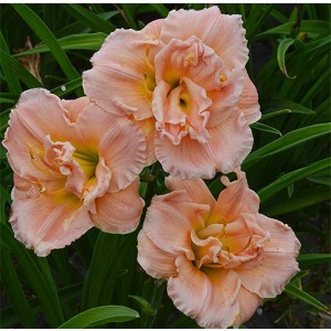 Hemerocallis Pink Madonna