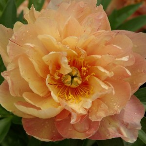 Peony Singing in the Rain