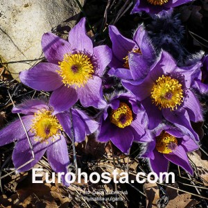 Pulsatilla vulgaris Blue