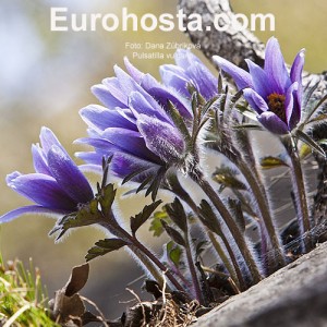 Pulsatilla vulgaris Blue