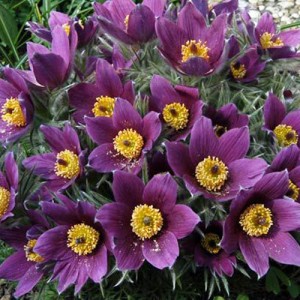 Pulsatilla vulgaris Blue