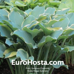 Hosta Regal Splendor - Eurohosta