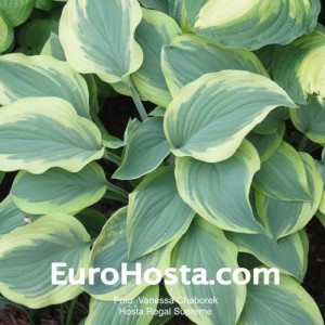 Hosta Regal Supreme - Eurohosta