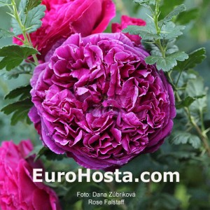 Rose Falstaff - Eurohosta