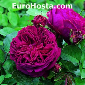 Rose Falstaff - Eurohosta