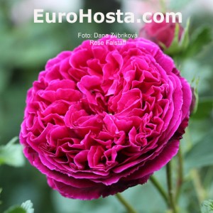 Rose Falstaff - Eurohosta
