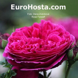 Rose Falstaff - Eurohosta