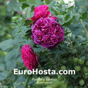 Rose Falstaff - Eurohosta