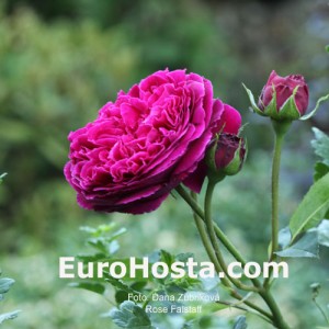 Rose Falstaff - Eurohosta