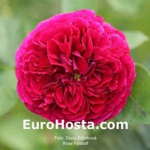 Rose Falstaff - Eurohosta