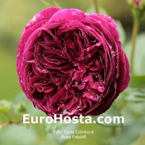 Rose Falstaff - Eurohosta