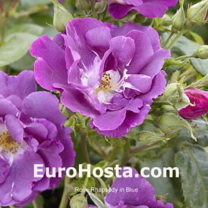 Rose Rhapsody In Blue - Eurohosta