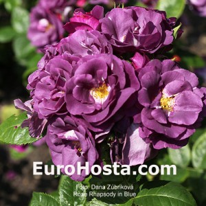 Rose Rhapsody In Blue - Eurohosta