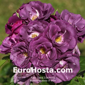 Rose Rhapsody In Blue - Eurohosta