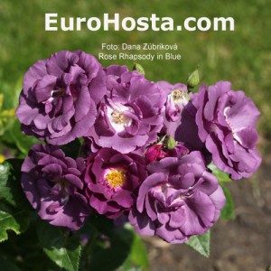 Rose Rhapsody In Blue - Eurohosta