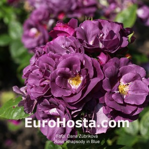 Rose Rhapsody In Blue - Eurohosta