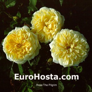 Rose The Pilgrim - Eurohosta