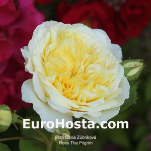 Rose The Pilgrim - Eurohosta