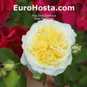 Rose The Pilgrim - Eurohosta