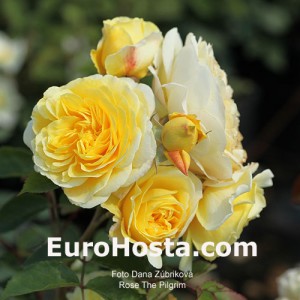 Rose The Pilgrim - Eurohosta