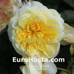 Rose The Pilgrim - Eurohosta