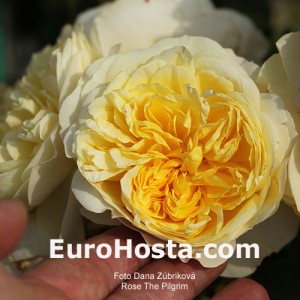 Rose The Pilgrim - Eurohosta