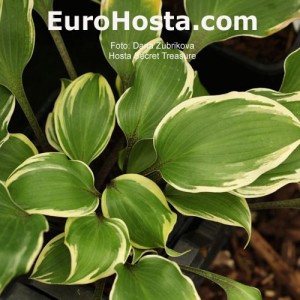 Hosta Secret Treasure